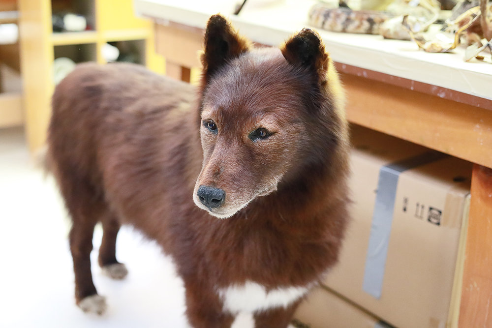 At Chase Studio east of Branson, famous Alaskan sled dog Balto is one of the items being restored for the Cleveland Museum of Natural History.